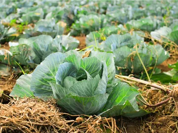 Advisory Service on GlobalGAP Certification in Cooperation with the Chamber of Commerce in Côte d'Ivoire